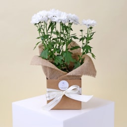 Gift Boxed Serenity