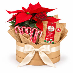 🎄🌺 Poinsettia & Candy Cane Christmas Cheer Hamper 🍭✨