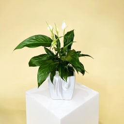 Peace Lily In Ceramic Pot