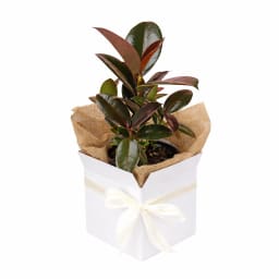 Ruby Ficus Plant