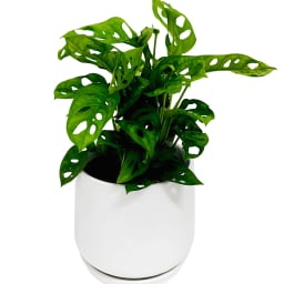 Monkey Mask Plant In Ceramic Pot