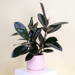 Burgundy Ficus In Ceramic Pot
