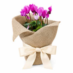 🌸💗 Blushing Beauty Cyclamen 💗🌸