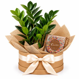 🌿🍫 Zanzibar & Chocolate Delights Plant Hamper 🍫🌿