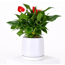 Anthurium In Ceramic Pot
