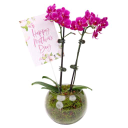 Happy Mothers Day Orchid Fishbowl