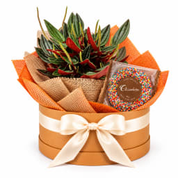 🌿🍫 Peperomia & Chocolate Delights Plant Hamper 🍫🌿