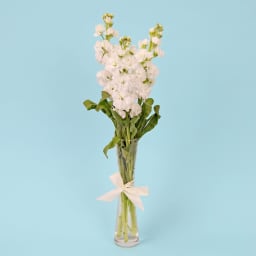 Stock Serenade Bud Vase