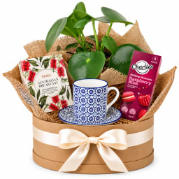 🌿☕ Tea, Treats & Greenery Plant Hamper ☕🌿