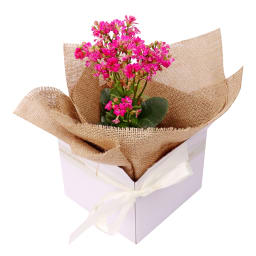 Vivid Bloom Kalanchoe