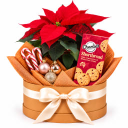 🌺🎁 Poinsettia & Festive Delights Plant Hamper 🎄❤️