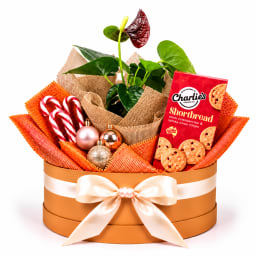 ❤️🎄 Anthurium & Christmas Delights Plant Hamper 🎄❤️