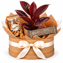 🍷🌿 Burgundy Rubber Plant & Sweet Treats Hamper 🍫🍪
