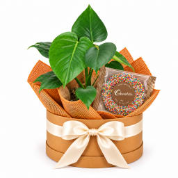 🌿🍫 Monstera & Chocolate Moments 🍫🌿