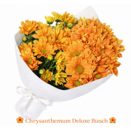 Chrysanthemum Bunch