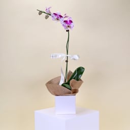 Phalaenopsis Orchid Gift Boxed Plant