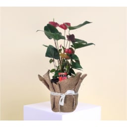 Rustic Bloom Anthurium