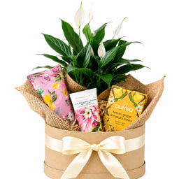 🌿🤍 Peaceful Moments Plant Hamper 🤍🌿