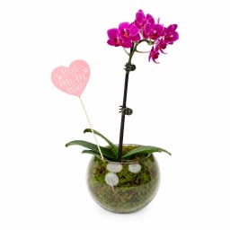 Best Mum Ever Orchid In Fishbowl