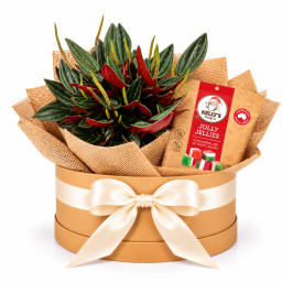🌿🎄 Peperomia & Christmas Cheer Plant Hamper 🎄🌿
