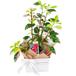 🌺🌿 Tropical Splash Hibiscus 🌿🌺