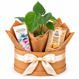 🌿🤎 Monstera & Little Luxuries Hamper 🤎🌿