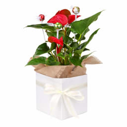 Lindt Anthurium Paradise