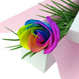 Single Rainbow Rose