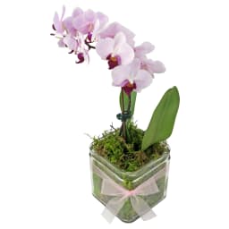 Phalaenopsis Vase   Cube