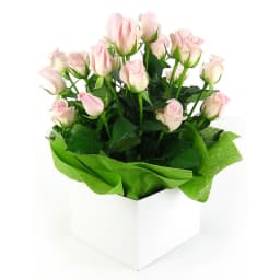 Bliss Pink Rose Flower Box