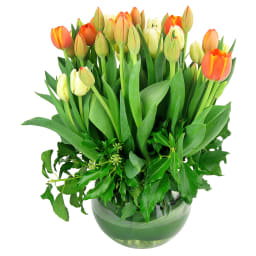 Amsterdam Glass Fish Bowl Tulip Arrangement