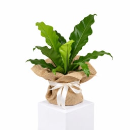 Rustic Nest Chrissie Charm