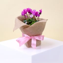 Medium Cyclamen