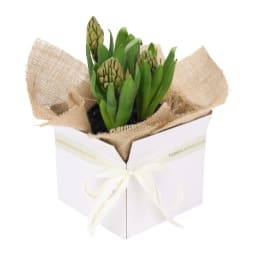 Gift Boxed Hyacinth Plant