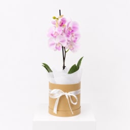 Graceful Orchid Plant