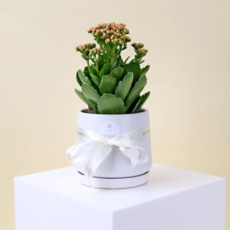 Stylish Ceramic Kalanchoe