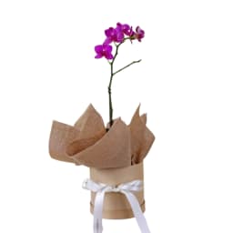 Miniature Orchid Magic