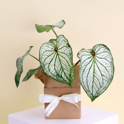 Caladium Plant