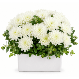 🤍 Chrysanthemum Charm Arrangement 🤍