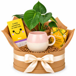 🌿💗 Monstera & Sweet Smiles Plant Hamper 💗🌿