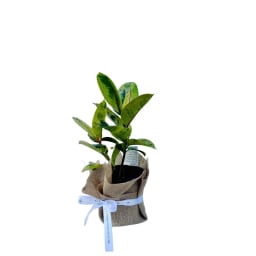 Ficus Shivereana Plant 180mm