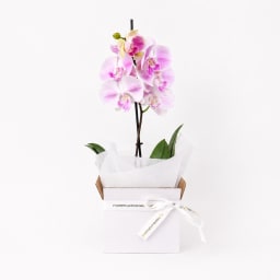 Orchid Elegance Box