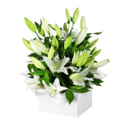 Pure Elegance White Lily Flower Box