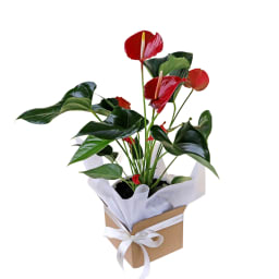Large Gift Boxed Anthurium Plant