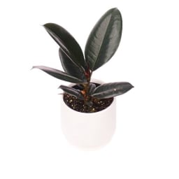 Potted Burgundy Ficus Plant