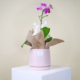 Dainty Pot Of Orchid Beauty