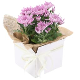 Gift Boxed Chrysanthemum Plant