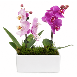 🤍💜 Orchid Elegance Arrangement 💜🤍