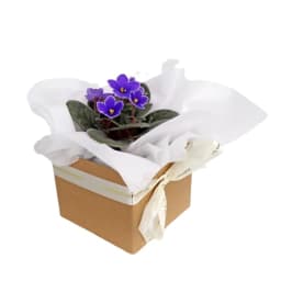 African Violet