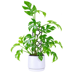 Monstera Plant In Ceramic Pot